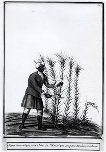 Antilles, domestic worker cutting sugar cane by Unknown artist