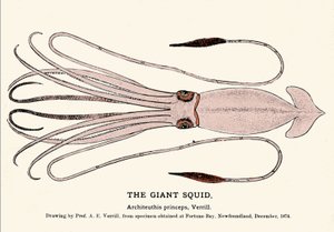 Architeuthis princeps, the giant squid failed on the beach of Fortune Bay (Newfoundland) in December 1874 and first described by Professor A.E. Verrill. Era engraving. by Unknown artist