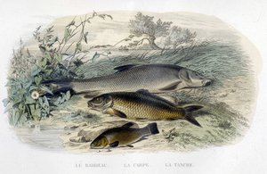 Barbeau, carpe et tenche - in Histoire naturelle by Lacépède, T.II, ed. Furne et Cie, Paris by Unknown artist
