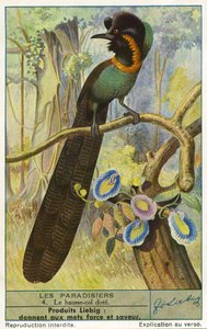 Bird of Paradise by Unknown artist