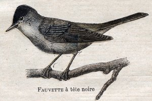 Birds useful to agriculture: Black-footed Warbler