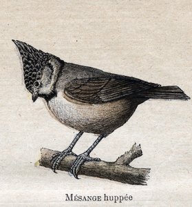 Birds Useful to Agriculture: Cupped Chickadee