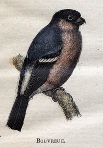 Birds Useful to Agriculture: Bullfinch