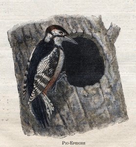 Birds Useful for Agriculture: Woodpecker