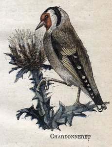 Birds useful to agriculture: Chardonneret by Unknown artist