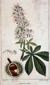 Botanical board - Flowers, leaves and fruit of chestnut tree by Unknown artist