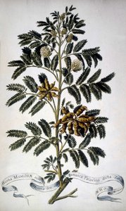 Botanical Board: Mimosa. 19th Century Herbarium