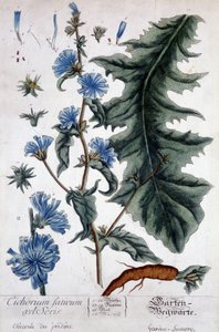 Botanical board: cichorium factivum velseris (chicory of gardens)