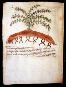 Botanical board representing the grass 