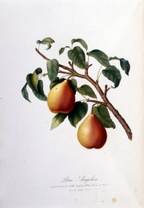 Botanical board representing the pera angelica. 1820 - 1822 by Unknown artist