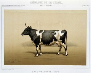 Breton cow by Unknown artist