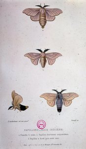 Butterflies: Silkworm disease - Study of Pasteur