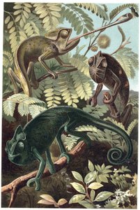 Chameleons - engraving from 