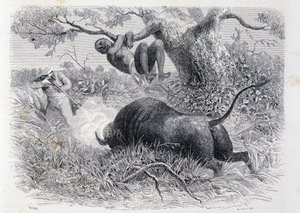 Captain Speke hunting buffalo - in "Tour du Monde" by Unknown artist