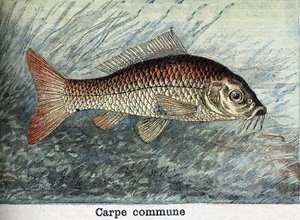 Carp Communal Engraving from 1898
