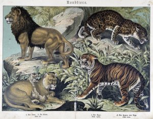Cats: Lion, Lioness, Tiger - in 