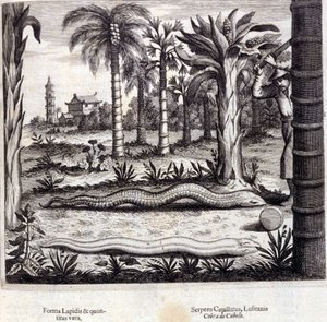 Cobra and poisonous snake from India. 