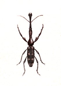 Coleoptera: Brenthus Temminchii by Unknown artist