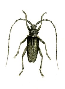 Coleoptera: Cerambyx Heros by Unknown artist