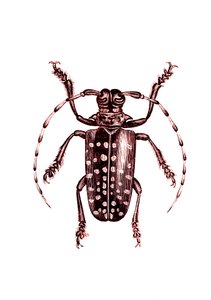Coleoptera: Ophoptera Tollii by Unknown artist