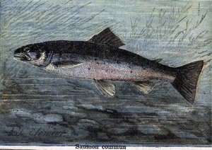 Common Salmon (engraving from 1897) by Unknown artist