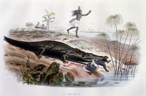 Crocodile devouring a small child - in "Histoire Naturelle" by Lacépède, ed. Furne, Paris by Unknown artist