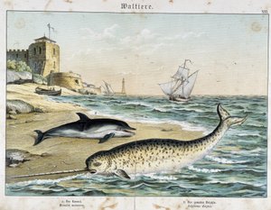 Dolphin and Narwhal, a cetacean - in "Natural Stories of Mammals", ed. Schreiber by Unknown artist