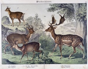 Diche, suede - in "Natural histories of mammals", ed. Schreiber