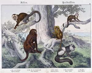 Different breeds of monkeys - in "Natural histories of mammals", ed. Schreiber by Unknown artist