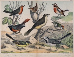 Illustration of Birds, Natural History