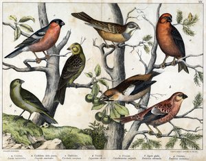 Illustration of Birds, Natural History