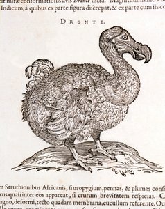 Dodo or Dronte. Bird disappeared - in 