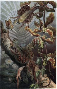 Draco volans, Variety of Arboreal Lizard - engraving from 