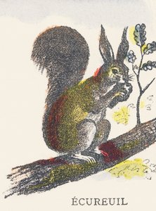 E: Squirrel by Unknown artist