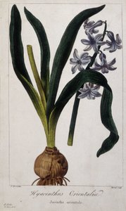 Eastern hyacinth (Hyacinthus Orientalia) Botanical board of Asian plants of the 19th century by Unknown artist