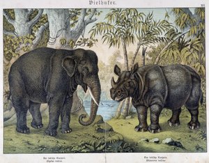 Elephant and rhinoceros - in "Natural histories of mammals", ed. Schreiber, Munich