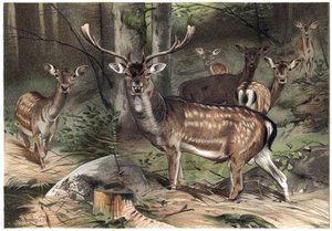European Fallow Deer (Dama dama) - engraving from 