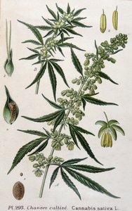 Female Cannabis Plant - 19th Century Engraving by Unknown artist