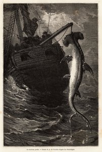 Fishing a hammer squal, 7 meters long, in the waters near Anastasia Island. Engraving to illustrate the story four months in Florida, by Achille Pousselgue in 1851-1852, published in “Le tour du monde” 1870-1871, edited by Edouard Charton by Unknown artist