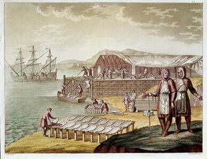 Fishing and Drying Cod in Newfoundland