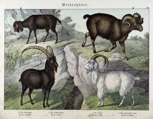 Goat - in "Natural History of Mammals", ed. Schreiber by Unknown artist