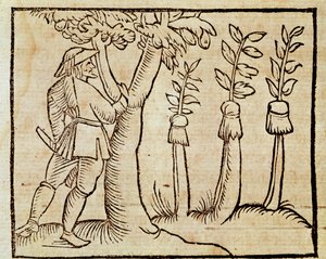 Grafting the trees, illustration from De Agricoltura Vulgare, by Pier Crescenzio, edition published in Venice by Unknown artist
