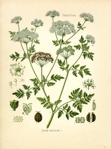 Hemlock
