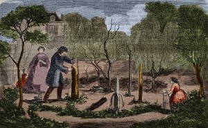 Horticulture: main methods of plant transplantation. 1860 engraving.