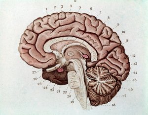 Human brain section with cerebral hemispheres and cerebellum