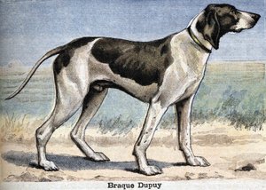 Hunting dog: Braque Dupuy