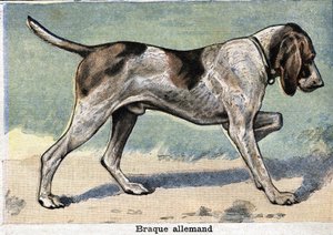Hunting dog: German Braque by Unknown artist
