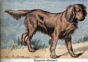 Hunting dog: German spaniel