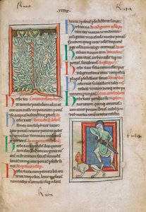 Illuminated miniatures of the plant Rue by Unknown artist