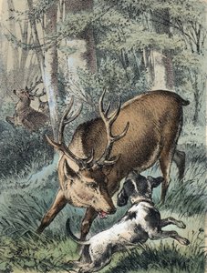 Illustration of Franz Hoffmann